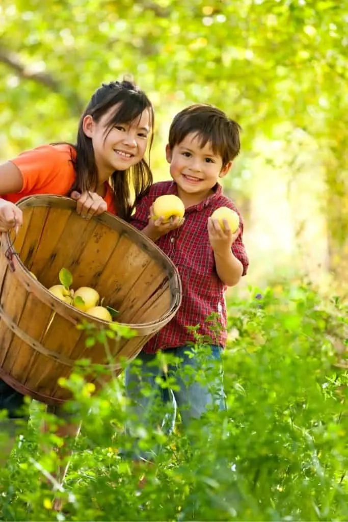 Kids apple picking in Julian