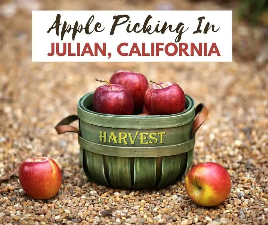Where to go apple picking in Julian, California