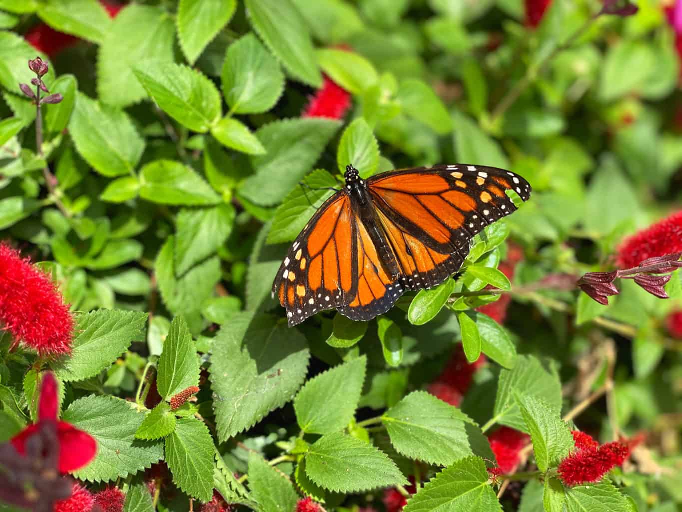 essay school trip to butterfly farm