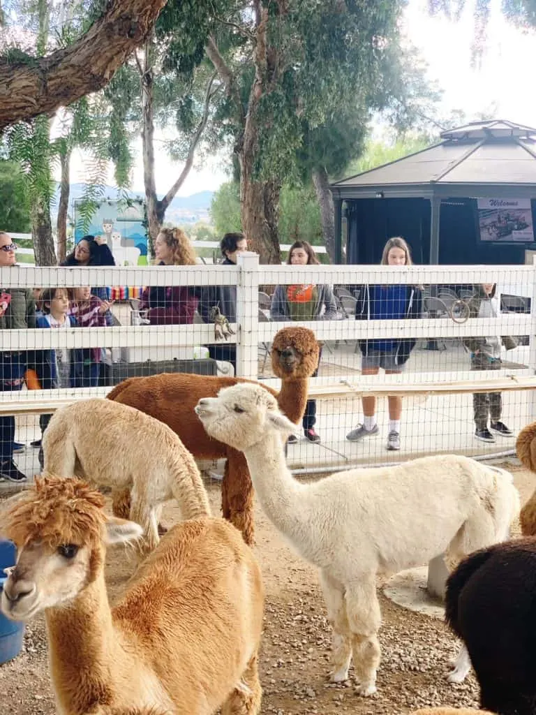 The Alpaca Hacienda in Temecula is one of the best zoos in the Inland Empire.