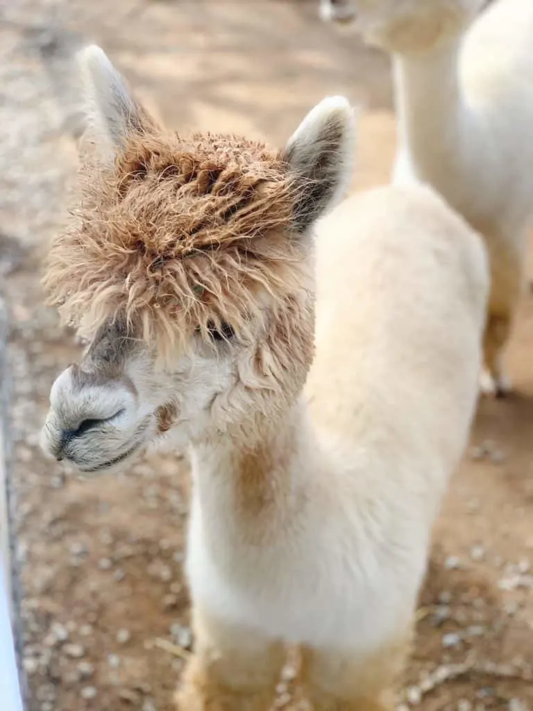 Tourist Attractions in Temecula - The Alpaca Hacienda