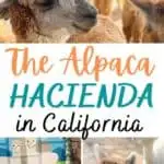 Take a tour and meet the inquisitive and friendly alpacas at The Alpaca Hacienda in Temecula, California. Tours are available for groups, schools and homeschools.