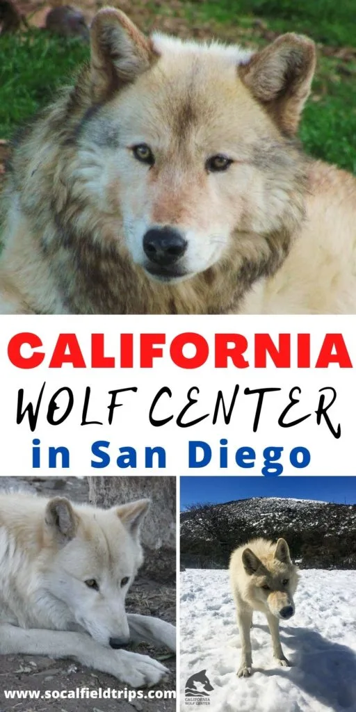 Visit the California Wolf Center in Julian California