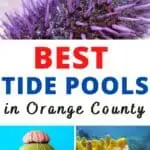 While Orange County is home to beautiful beaches, tide pools add a unique experience when visiting. Here are a ten tide pools we recommend visiting.