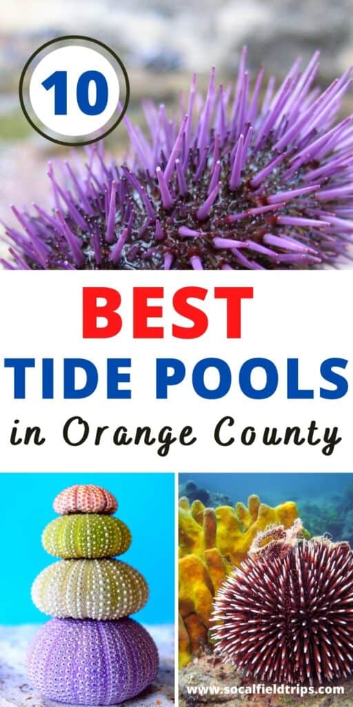 While Orange County is home to beautiful beaches, tide pools add a unique experience when visiting. Here are a ten tide pools we recommend visiting.