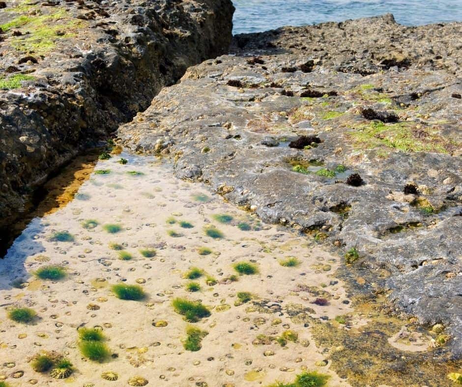 Where are the best tide pools in Orange County