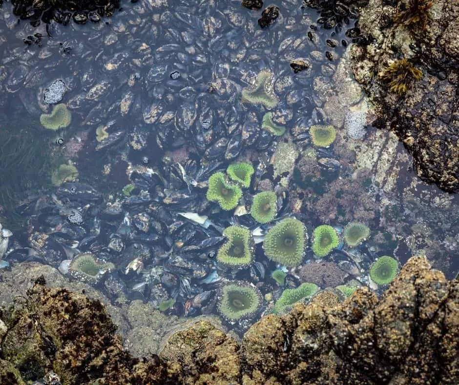Where to find tide pools in Orange County
