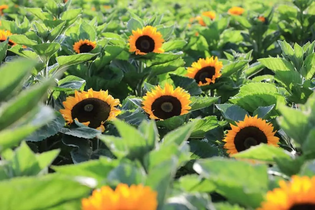 U-pick sunflower fields in California