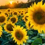 where to pick sunflowers in California