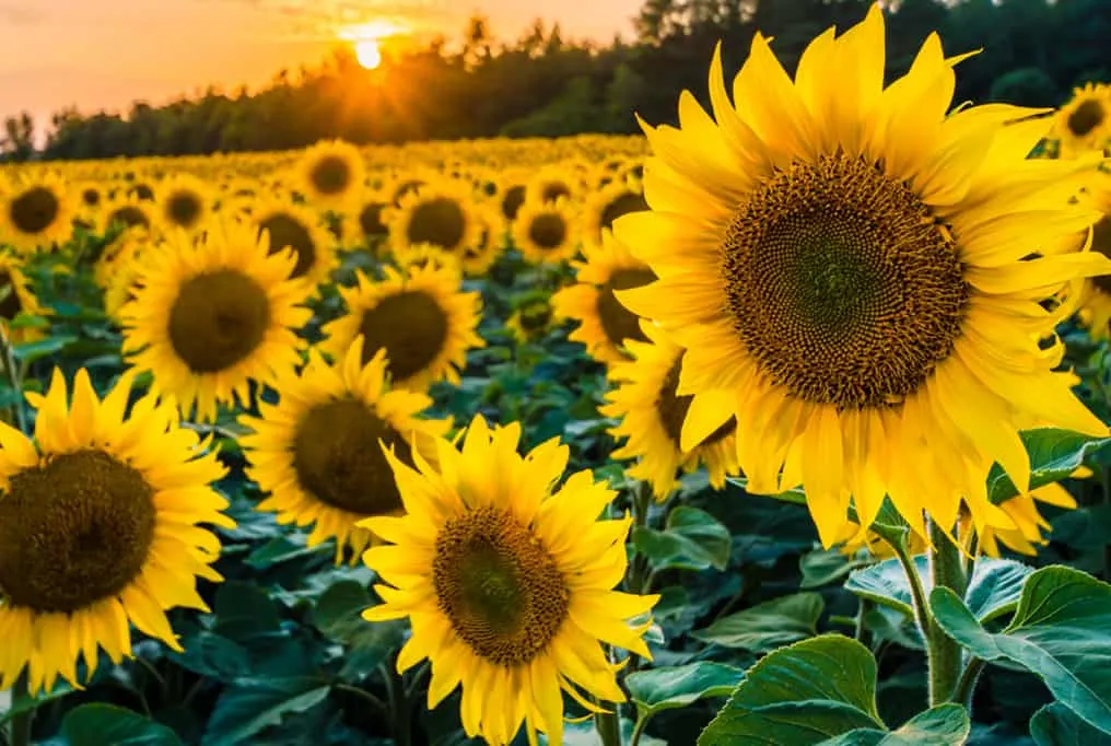 where to pick sunflowers in California