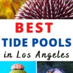 Take your kids to one of these 9 fun tide pools in Southern California for an exciting day of exploration and learning about the ocean and sea life.