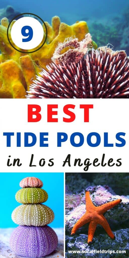 Take your kids to one of these 9 fun tide pools in Southern California for an exciting day of exploration and learning about the ocean and sea life.