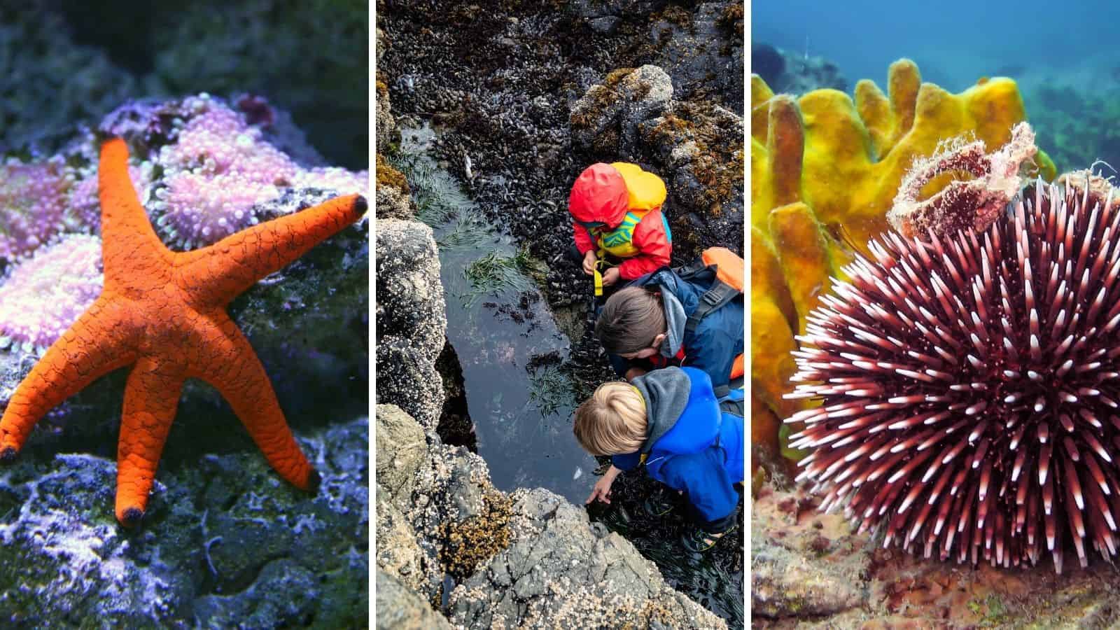 The Best Tide Pools Near Los Angeles And Southern California SoCal 