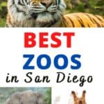 There are several amazing zoos and animals facilities within San Diego that should be explored by both local families and tourists. As home to world-renowned zoos and conservation projects, San Diego is a great location for animal lovers, and it can be a fun way to educate your kids on the environment, nature, and the changing habitats across the world.