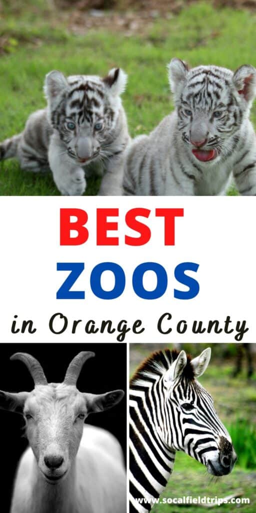 From north to south, the cities of the Orange County boast some of the best-known zoos in California. Orange County zoos are known for their immense contributions to the conservation of species on the brink of extinction and educating the public about these issues. If you want to be teleported to a distant world full of animals in their naturalistic habitats, here’s a list of 8 of the best zoos in Orange County, California! #travel #zoo #animal #animals #zooanimals #california #faamilytravel