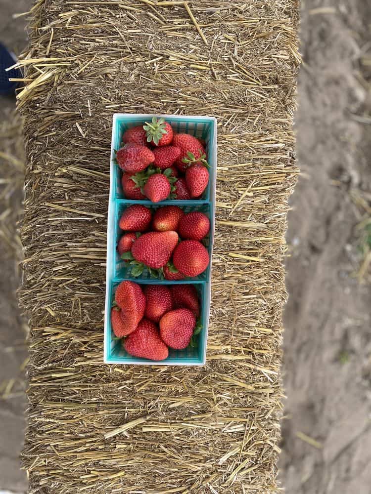Best u-pick strawberry farm in Los Angeles