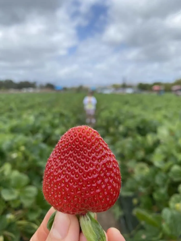 Strawberry Picking near Los Angeles