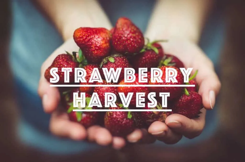 U-pick strawberry farms in Los Angeles