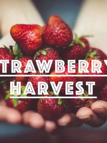 U-pick strawberry farms in Los Angeles