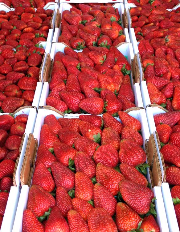 Strawberry Picking in Ventura County