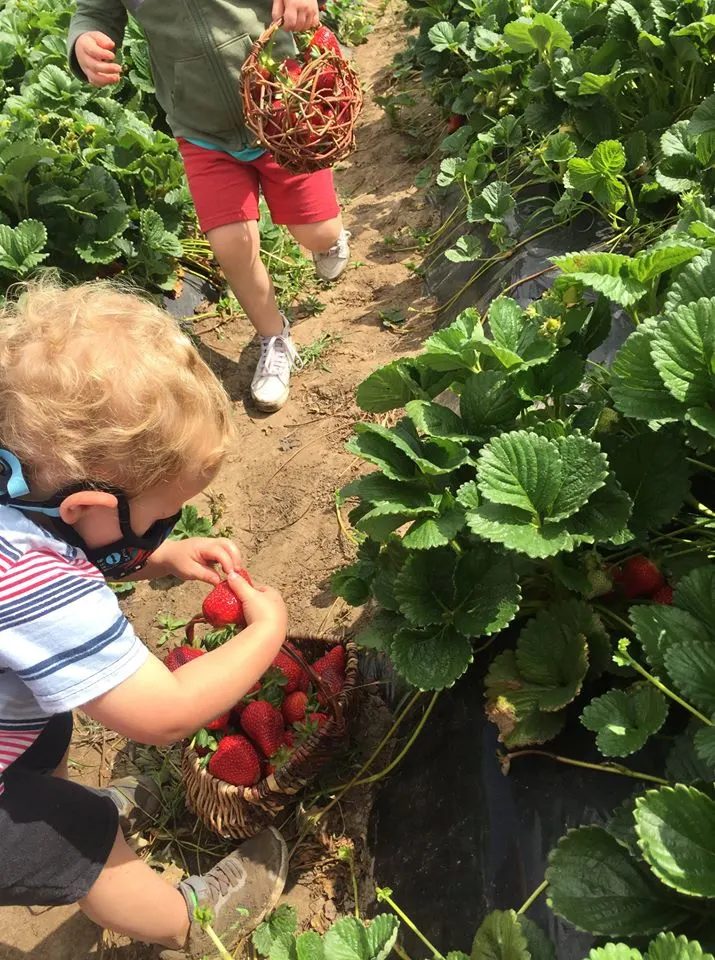 Best strawberry farms near Los Angeles