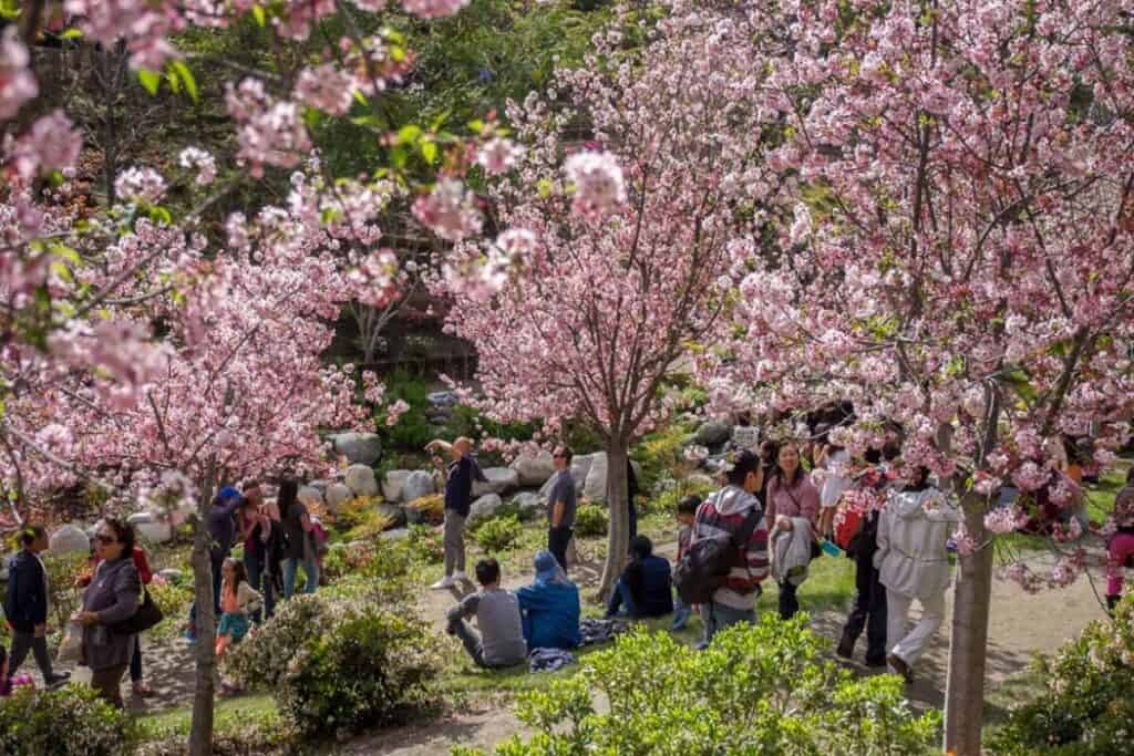 Where to see cherry blossoms near Los Angeles