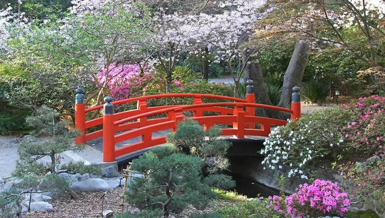 Where to see cherry blossoms in Los Angeles