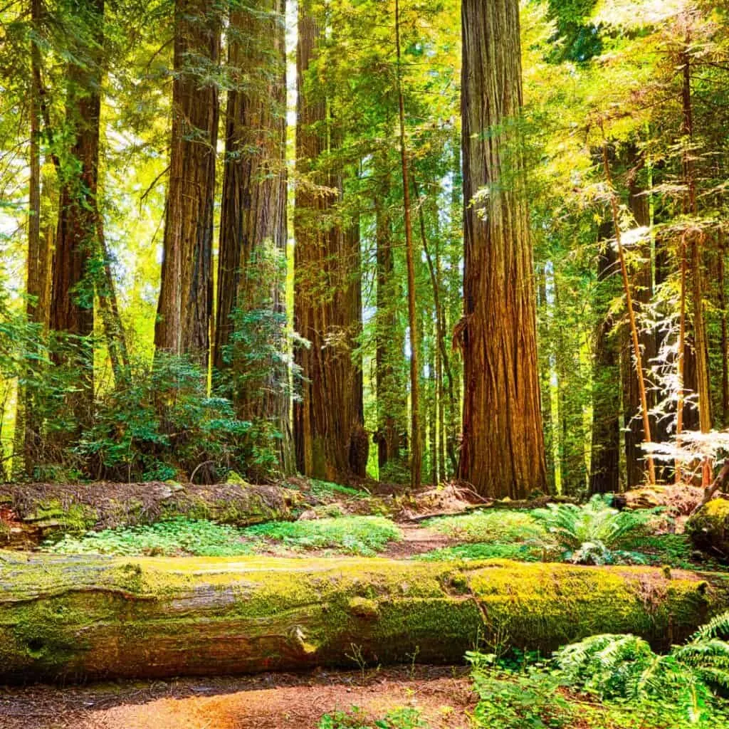 Redwood National Park is a great road trip in California