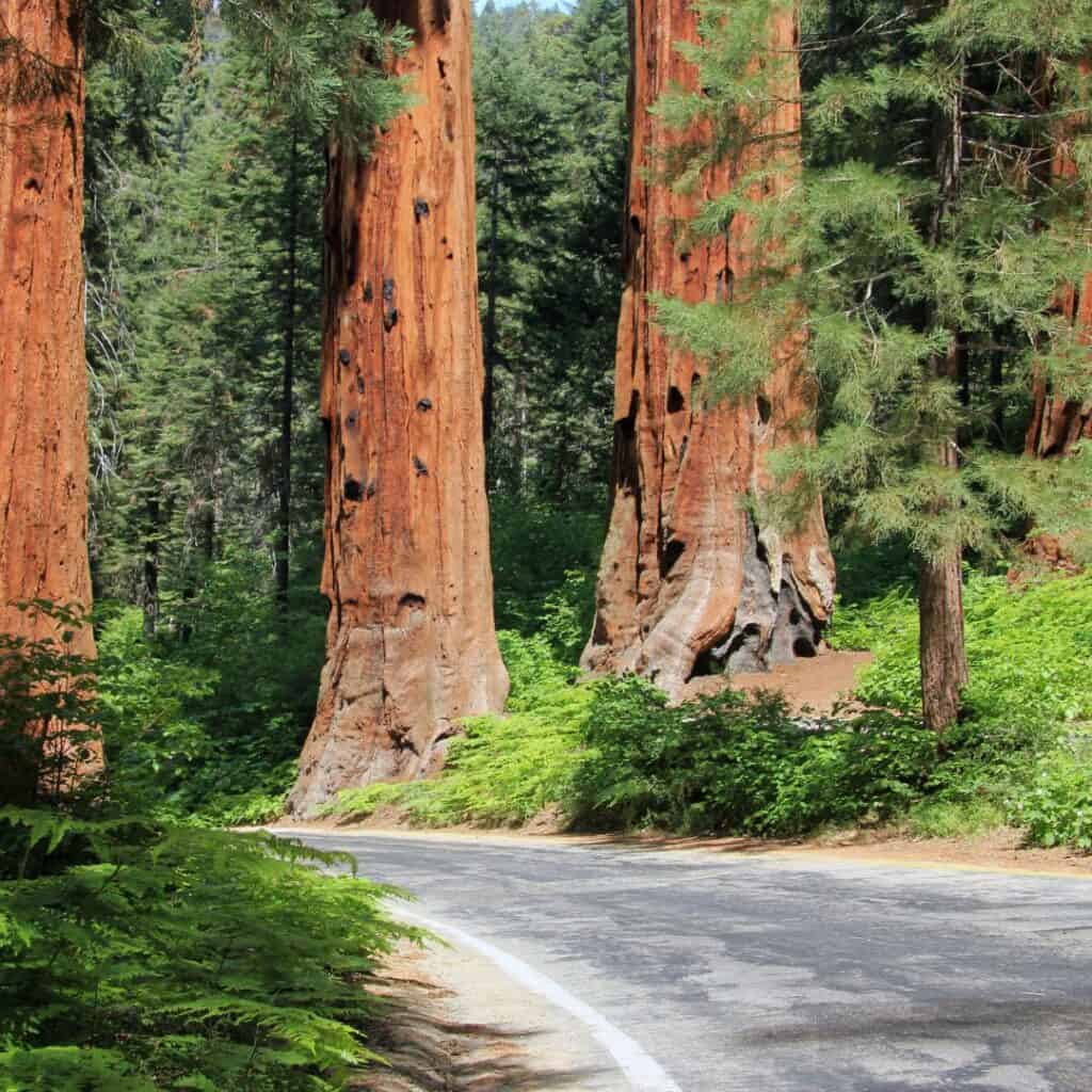 Sequoia National Park in California is a great road trip to take with family and friends.