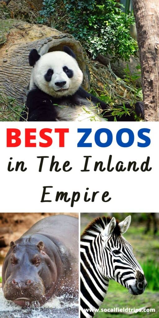 With life as we know it back in full swing, these five zoos in the Inland Empire are open for the public to enjoy! The animals were cared for throughout 2020 and are anxious for visitors to come back to see them. Below are five zoos and wildlife sanctuaries in Riverside and San Bernardino Counties where you can meet new species and visit old friends you missed across the area!