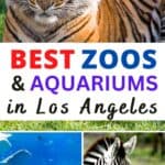 Los Angeles is a city with a lot to offer visitors, from its world-famous beaches and Hollywood attractions to its diverse neighborhoods and vibrant arts scene. But did you know that LA is also home to some of the best zoos, aquariums, and wildlife sanctuaries in the country? If you're looking for a fun and educational day out with the family, be sure to check out one of these amazing animal attractions.